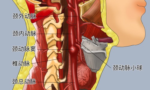 波斯玛瑙功效和作用-波斯玛瑙功效网 - 网站提供波斯玛瑙好不好小常识、波斯玛瑙好不好